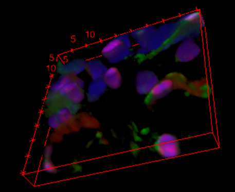 3D data sets from the SP8 confocal microscope