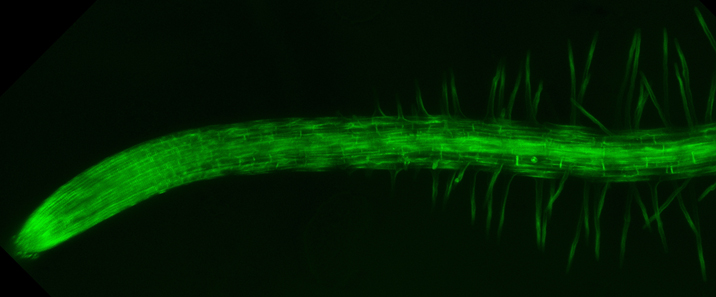 Projection of confocal images showing actin filaments in the root of Arabidopsis thaliana.