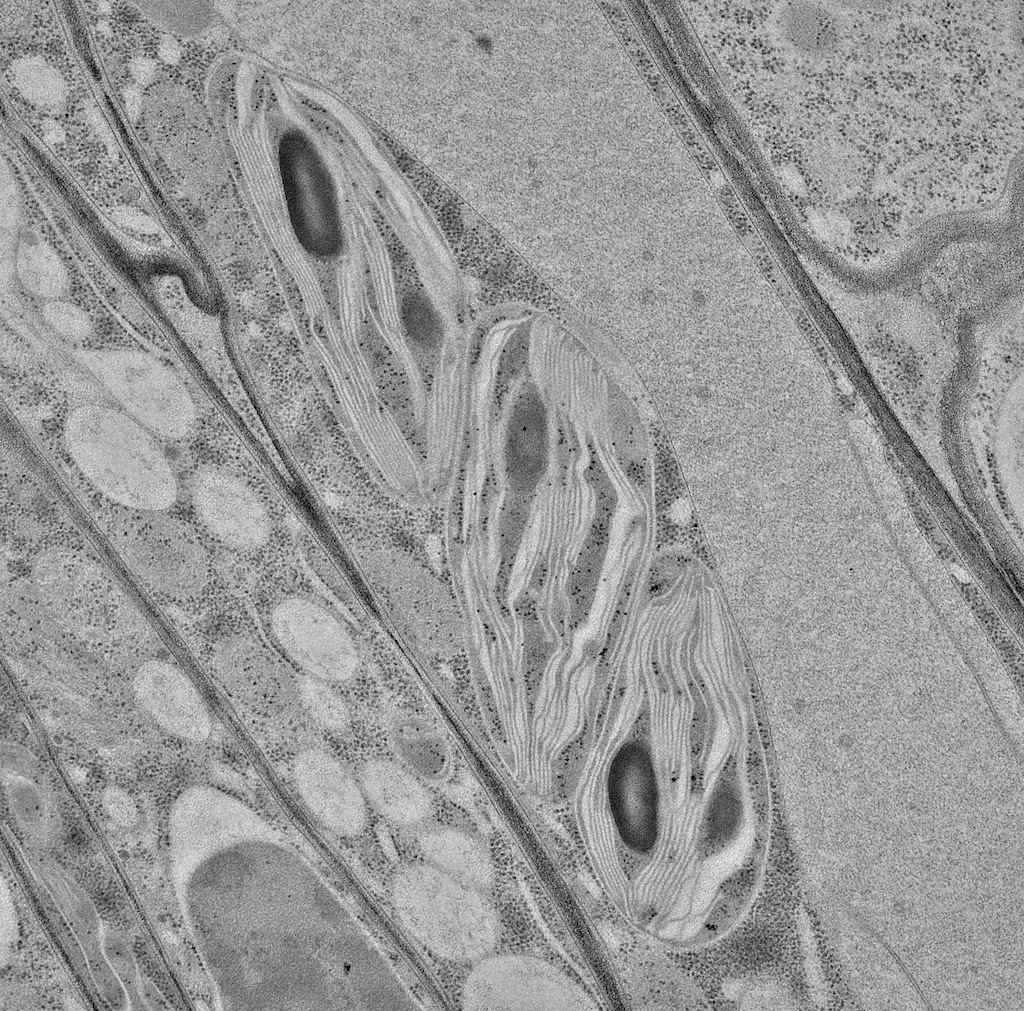 Chloroplasts from a Nicotiana benthamiana leaf imaged with the new JEOL JEM1400 transmission electron microscope. 